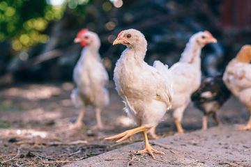 À quelle fréquence les cailles pondent-elles des œufs ?