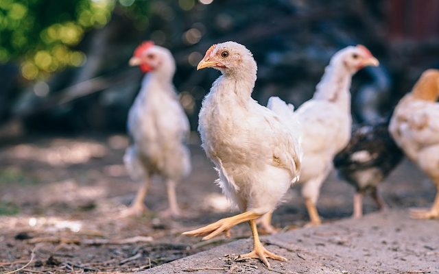 À quelle fréquence les cailles pondent-elles des œufs ?