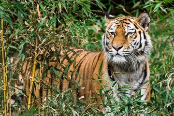 Activités préscolaires sur les animaux de la jungle