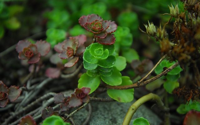 Cadeaux de jardin gravés