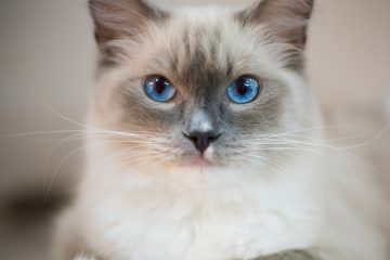 Combien coûtent les chats Ragdoll ?