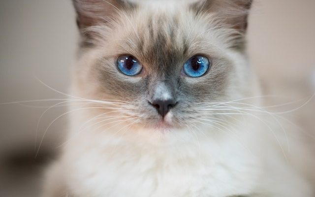 Combien coûtent les chats Ragdoll ?