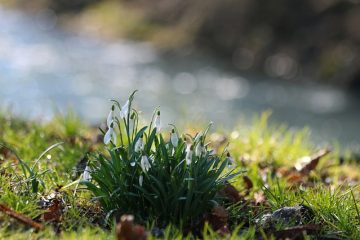 Combien de temps pour que les lis germent lorsqu'ils sont plantés ?