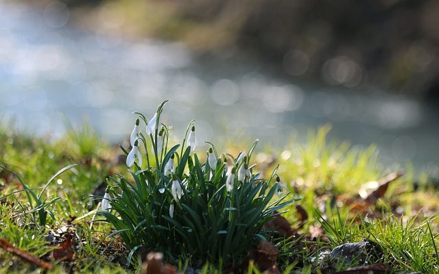 Combien de temps pour que les lis germent lorsqu'ils sont plantés ?