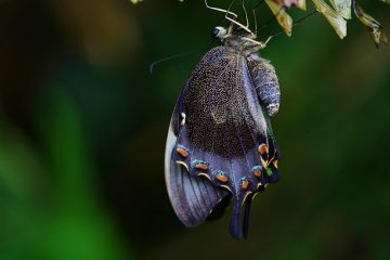 Combien de temps un papillon reste-t-il dans un cocon de chrysalide ?