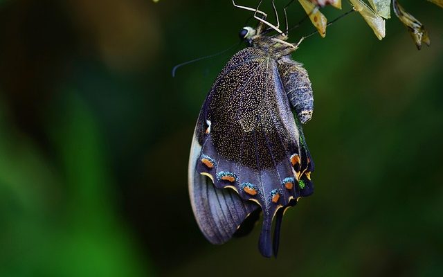 Combien de temps un papillon reste-t-il dans un cocon de chrysalide ?