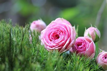 Comment attacher des fleurs à une arche