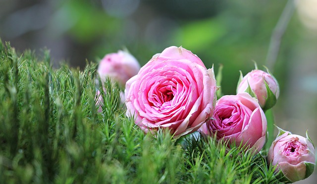 Comment attacher des fleurs à une arche