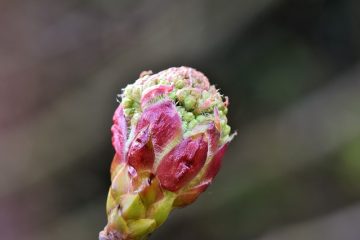 Comment cueillir des baies d'aubépine