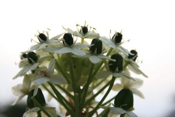 Comment cultiver l'ornithogalum