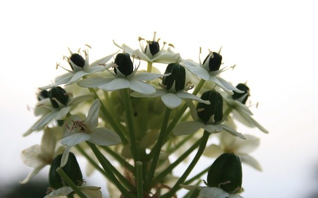 Comment cultiver l'ornithogalum