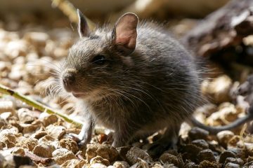 Comment démonter une souris évolutive