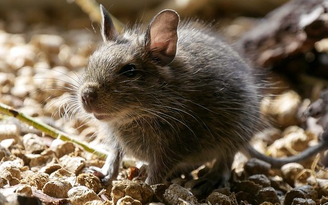 Comment démonter une souris évolutive