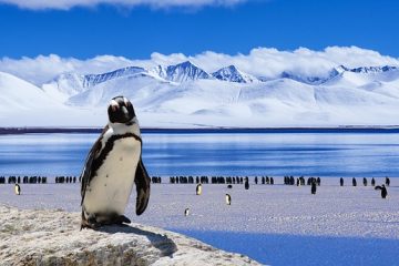 Comment fabriquer des bagues de pattes d'oiseau