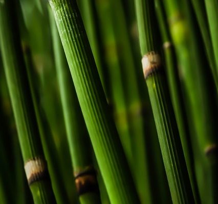 Comment faire pousser Arrow Arrow Bamboo