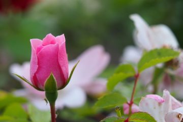 Comment faire une fontaine extérieure à l'aide d'un pot de fleurs