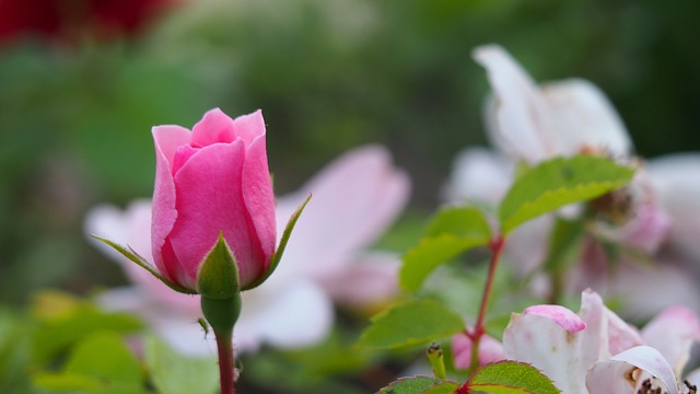 Comment faire une fontaine extérieure à l'aide d'un pot de fleurs