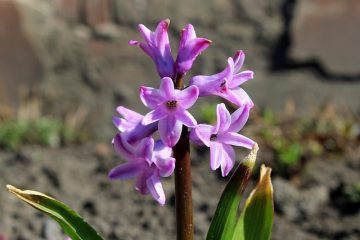 Comment identifier les fleurs par leurs feuilles