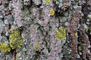 Comment nettoyer la mousse et les lichens des pierres tombales.