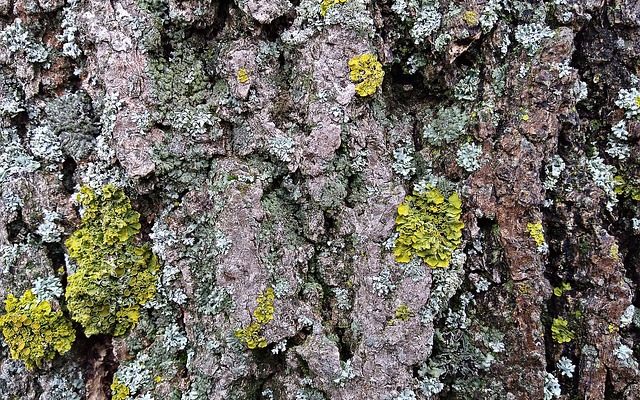 Comment nettoyer la mousse et les lichens des pierres tombales.