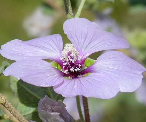 Comment prendre soin d'un buisson d'hibiscus