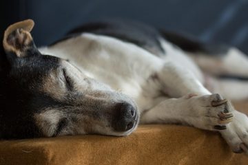 Comment préparer le foie d'agneau pour les chiens