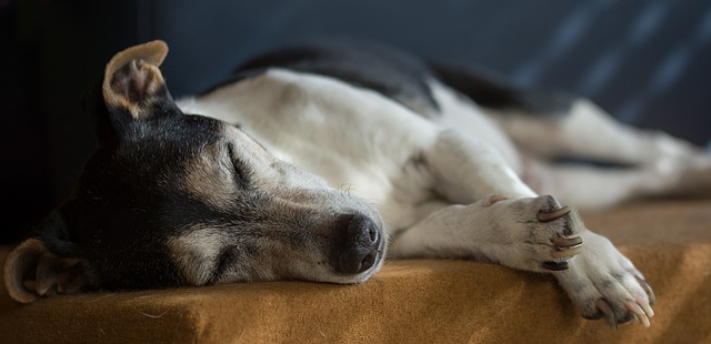 Comment préparer le foie d'agneau pour les chiens