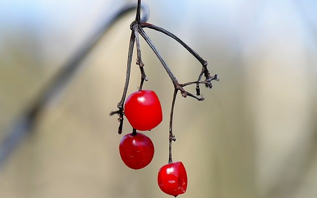 Comment propager le chèvrefeuille de chèvrefeuille