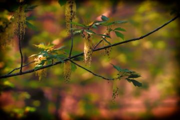 Comment tailler les haies Evergreen Evergreen surélevées