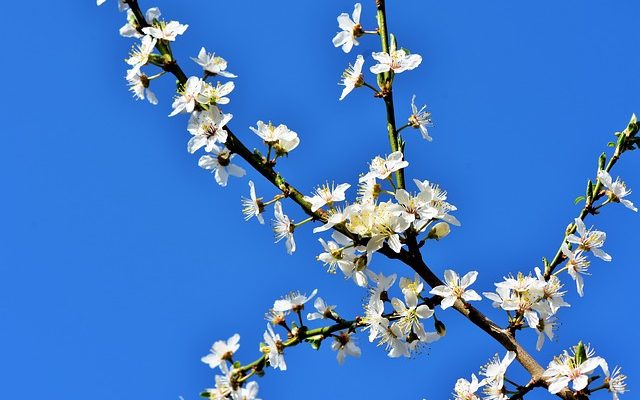 Comment traiter les maladies sur les pruniers et les arbres fruitiers