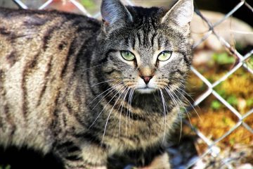 Comment traiter un chat congestionné ?