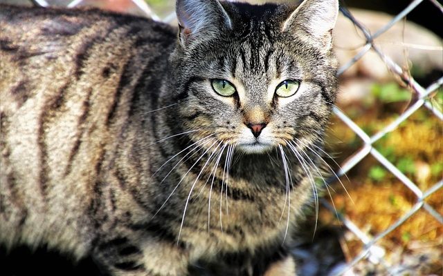 Comment traiter un chat congestionné ?