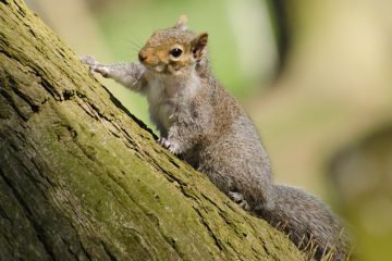 Comment tuer les écureuils avec des pièges à rats