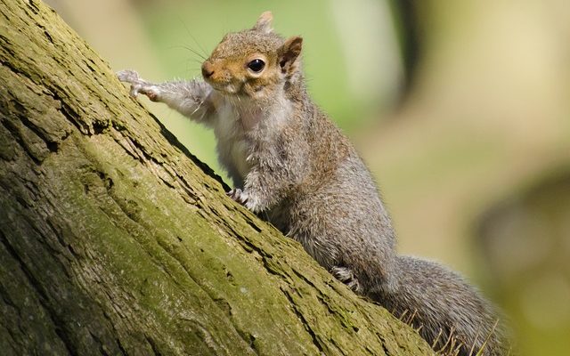 Comment tuer les écureuils avec des pièges à rats