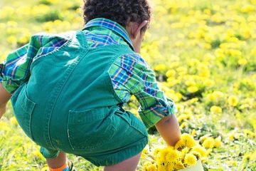 Comment tuer les pissenlits et le trèfle de l'herbe.