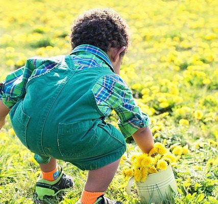 Comment tuer les pissenlits et le trèfle de l'herbe.