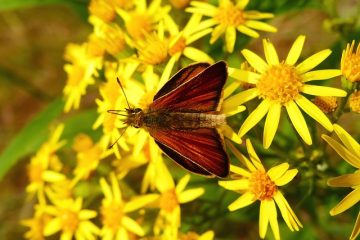 Comment utiliser les plantes vivaces et les fleurs pour attirer les papillons.