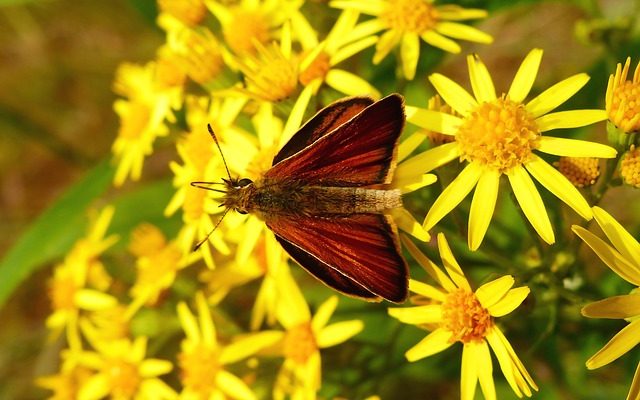 Comment utiliser les plantes vivaces et les fleurs pour attirer les papillons.