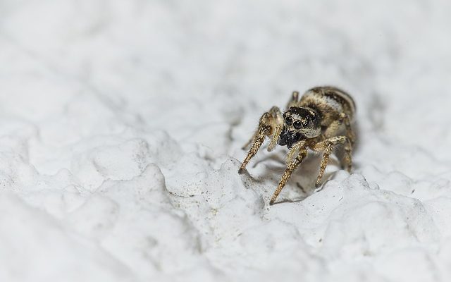 Des araignées qui se relèvent lorsqu'elles sont menacées