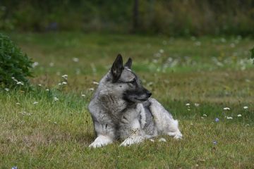 Façons d'empêcher les chiens d'uriner sur la pelouse