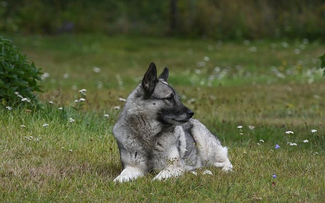 Façons d'empêcher les chiens d'uriner sur la pelouse