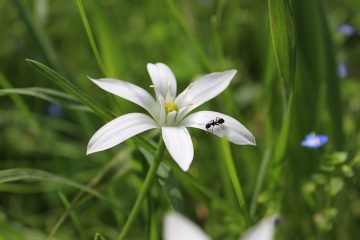 Herbes pour se débarrasser des fourmis