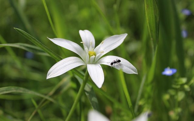 Herbes pour se débarrasser des fourmis