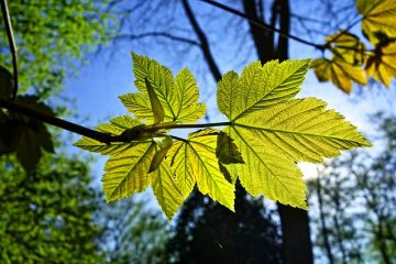 Le thé vert est-il bon pour les plantes ?