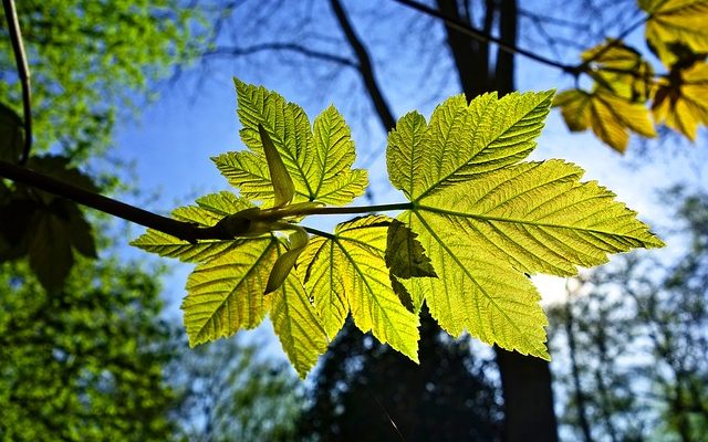 Le thé vert est-il bon pour les plantes ?