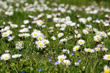 Les meilleures fleurs pour un enterrement