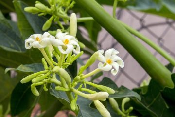 Les propriétés de l'insecticide pour feuilles de papaye