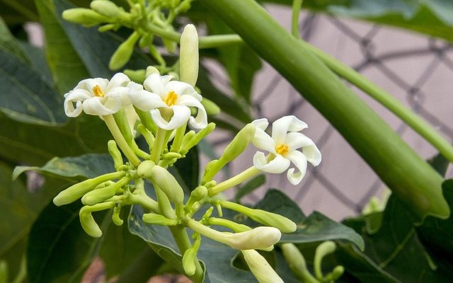 Les propriétés de l'insecticide pour feuilles de papaye