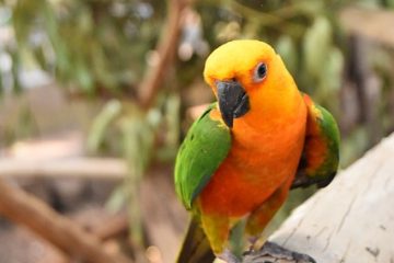 Liste des fruits et légumes sains pour le perroquet gris africain.