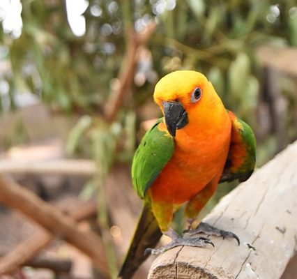 Liste des fruits et légumes sains pour le perroquet gris africain.